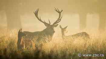 Canada, Britain, EU pledge to protect 30% of land, sea by 2030 to stop 'catastrophic' biodiversity loss