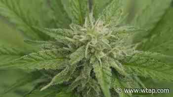 Commission discusses sites for medical marijuana testing - WTAP