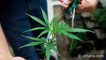 Nebraska medical marijuana supporters will begin process of 2022 petition drive today - Omaha World-Herald