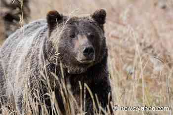 Fact check: Story about giant man-eating grizzly bear is a longtime tall tale