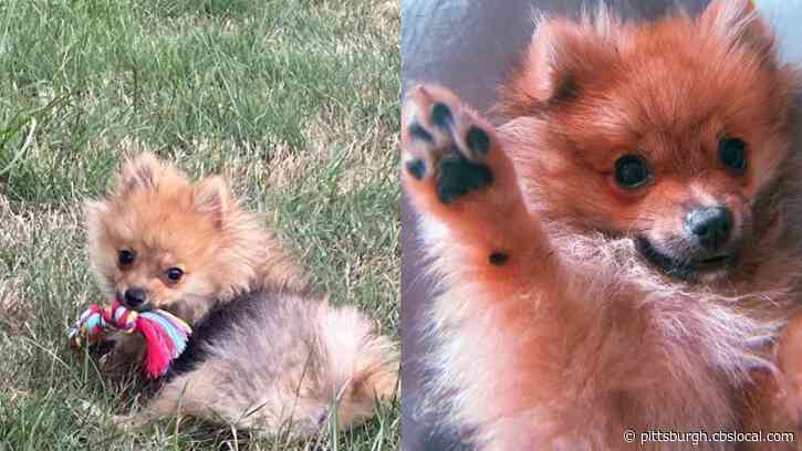 Pittsburgh Family Devastated After 5-Month Old Puppy Mauled To Death At Daycare