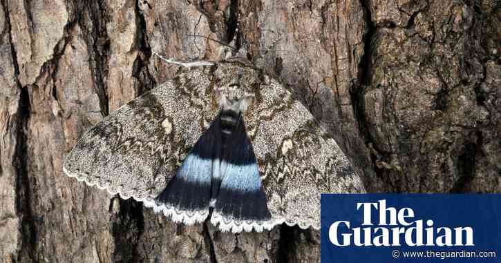 Country diary: art imitates nature to reveal the delicate beauty of moths