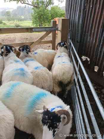 Dozens of sheep worth thousands of pounds stolen from farm