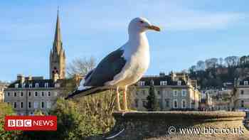 Bath gull population data 'out of date' say campaigners