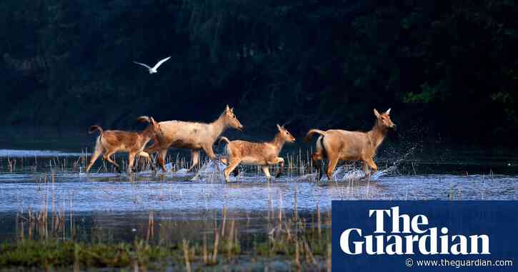 All eyes on China: what to look out for at the UN biodiversity summit