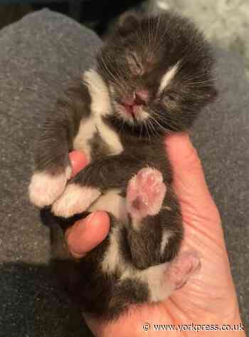 Tiny kittens saved from washing machine disaster