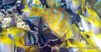 Fish Form Social Networks—and They're Actually Good