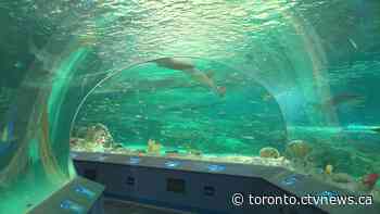 Two workers at Ripley's Aquarium in Toronto test positive for COVID-19