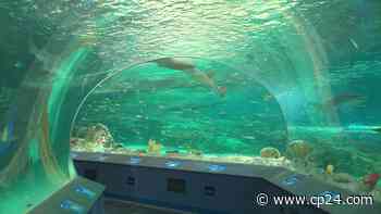 Two workers at Ripley's Aquarium test positive for COVID-19 - CP24 Toronto's Breaking News