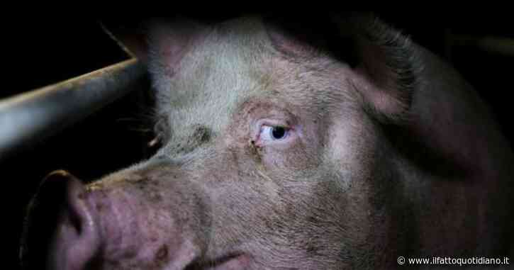 Diritti animali, un altro caso di maltrattamenti sui maiali. Cambiano gli allevamenti, non la brutalità