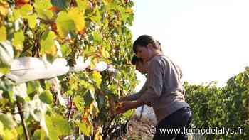 Entre Arras et Lens, on va produire du vin d'ici deux à trois ans - L'Écho de la Lys