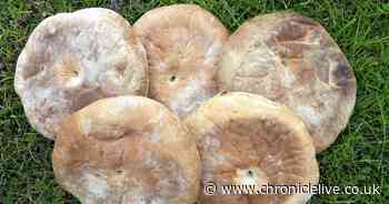 Stotties return at Greggs - but other regional favourites might not, boss warns