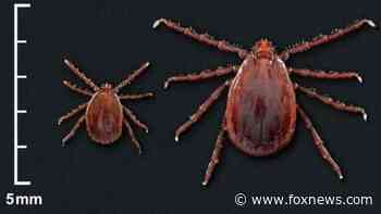 Two exotic tick species found in Rhode Island for the first time, officials say - Fox News