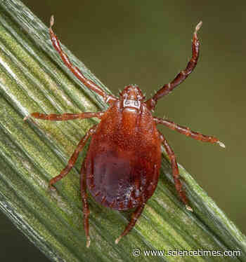 Two Exotic Disease-Carrying Ticks Had Just Been Identified in Rhode Island - Science Times