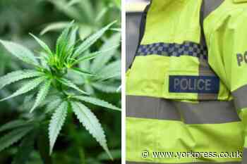 Eight arrested and seven charged after Harrogate cannabis find