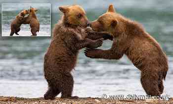 Young bear siblings play fight while mum's back is turned 