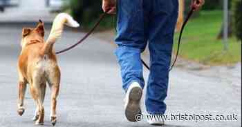 Bristol's dog walking rules could be changing