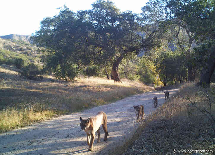 Newsom signs law banning rat poisons that also kill mountain lions