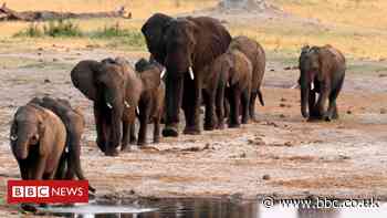 Zimbabwe: Elephants die from 'bacterial disease'