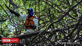 Anger as Brazil revokes mangrove protection regulations