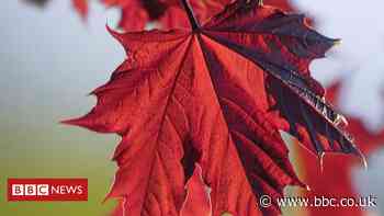 Maple trees offer most protection from harmful UV