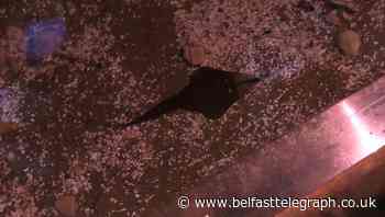 Endangered sharks born at Birmingham aquarium in ‘vital lifeline’ for species