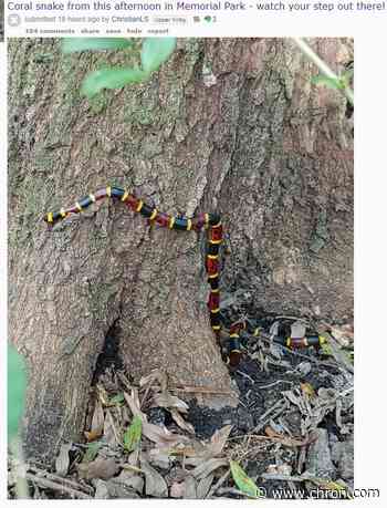 Coral snake spotted along popular trail in Memorial Park