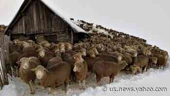 6,000 sheep stranded in the French Alps after snowfall
