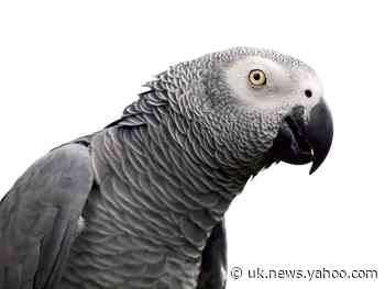 British Wildlife Park Removes 5 Cursing Parrots From Public View