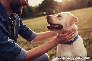 How Dogs Can Benefit Your Mental Health