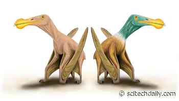 Naked Prehistoric Monsters! Pterosaurs, Ancient Flying Reptiles, May Not Have Had Feathers at All