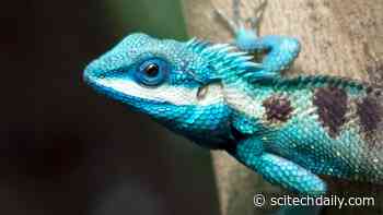 Under-Regulated Pet Trade Leaves Thousands of Wildlife Species Vulnerable