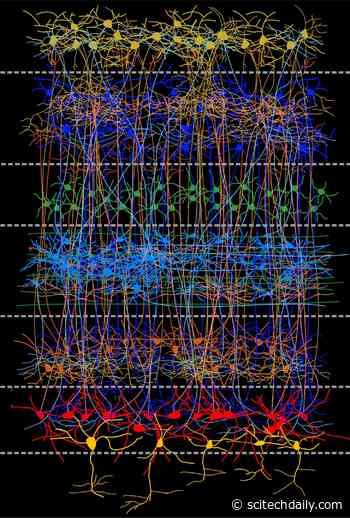 The Surprising Organization of Bird Brains: New Research Clears Up 150 Years of False Assumptions