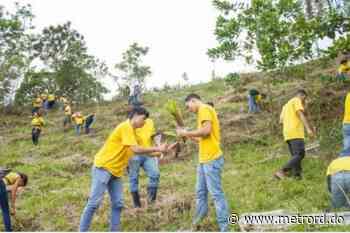 Reforestan 4 mil pinos en Villa Altagracia | Metro Republica Dominicana - Metrord