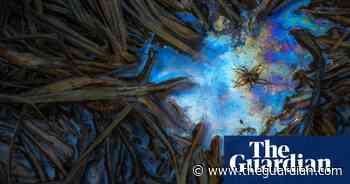 Close Up Photographer of the Year - in pictures