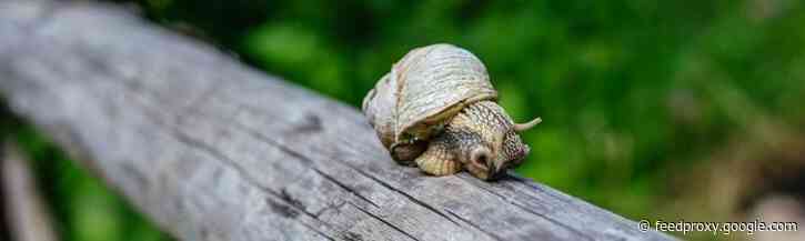 Zó versnel je jouw WordPress-dashboard