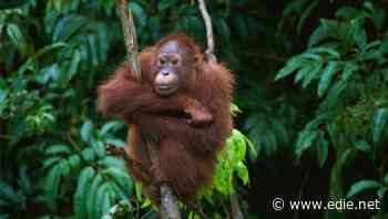 $500bn per year needed to halt nature loss and boost biodiversity, nations and businesses told