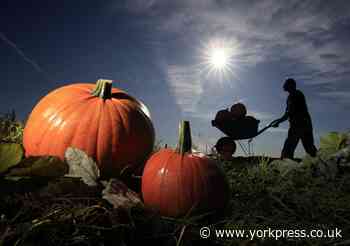 Spilmans pick your own Pumpkin Farm opens for spooky season