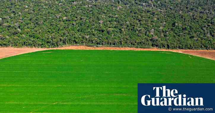 M&S cuts soya from production of milk to curb deforestation