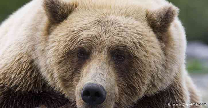 Fat Bear Week is the matchup 2020 needs