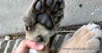 Cougar found dead in Bloomington, likely hit by vehicle