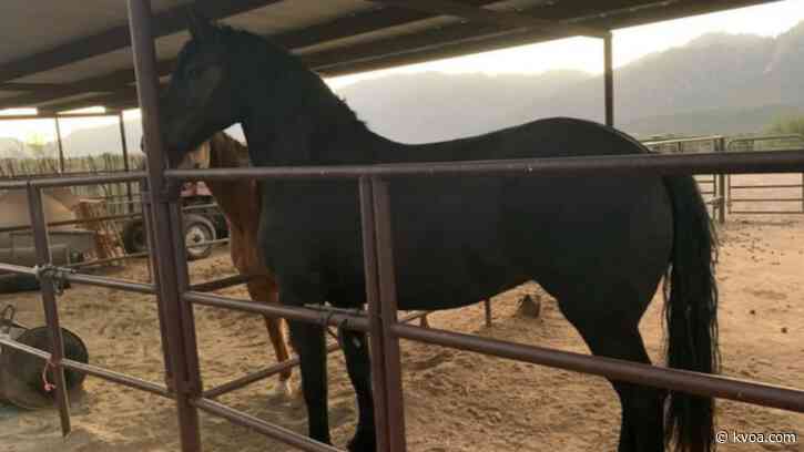 Missing a horse? Oro Valley police need help locating owner