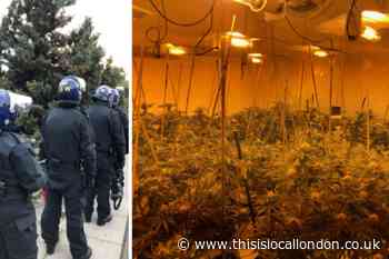 Large haul of cannabis seized in police raid
