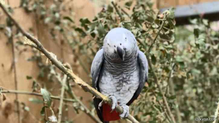 Parrots at British zoo moved after swearing at visitors