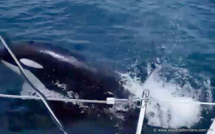 Graban a orca juguetona en Cabo San Lucas - El Sudcaliforniano