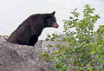 Bear found ‘scavenging’ human remains in Tennessee yard during wellness check, cops say