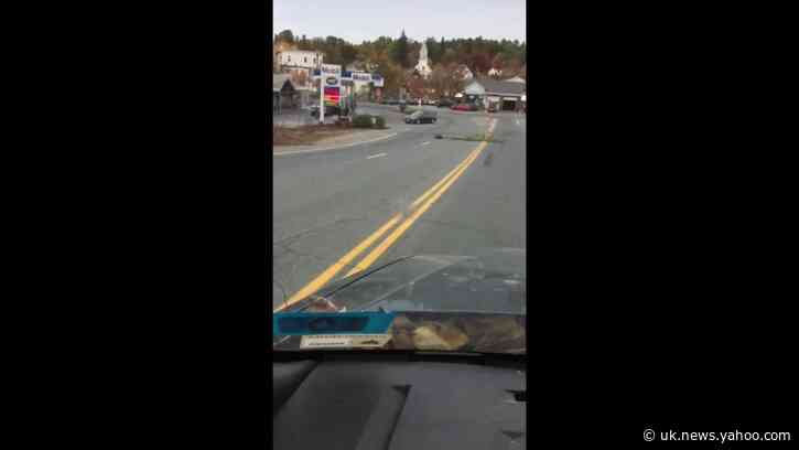 Dam Cute: Traffic Stops as Beaver Drags Huge Branch Across New Hampshire Road