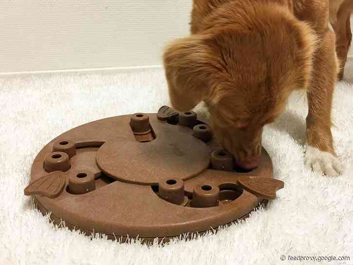 These interactive toys sharpen your dog's problem-solving skills while rewarding them with treats