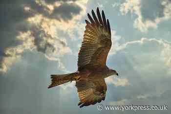 North Yorkshire is worst spot in UK for bird of prey persecution