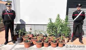 Castiglione di Sicilia: denunciato agricoltore con il vizio dell'erba - L'Urlo | News e Lifestyle